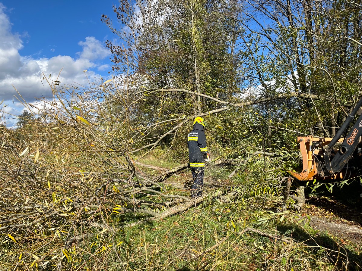 Baum über Straße in&nbsp;Ochsenburg